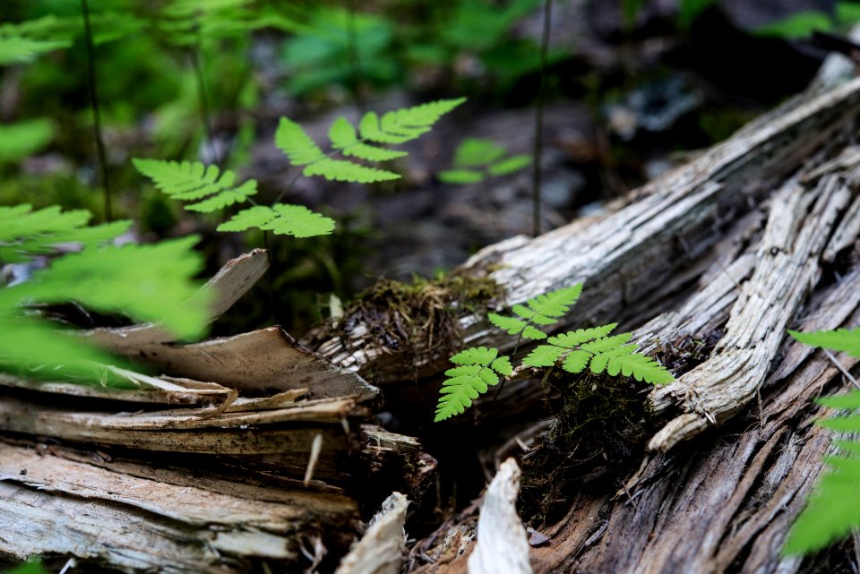 Forest Floor- Decomposition and Life