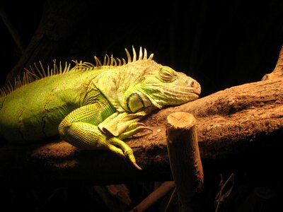 Zoo animals nature