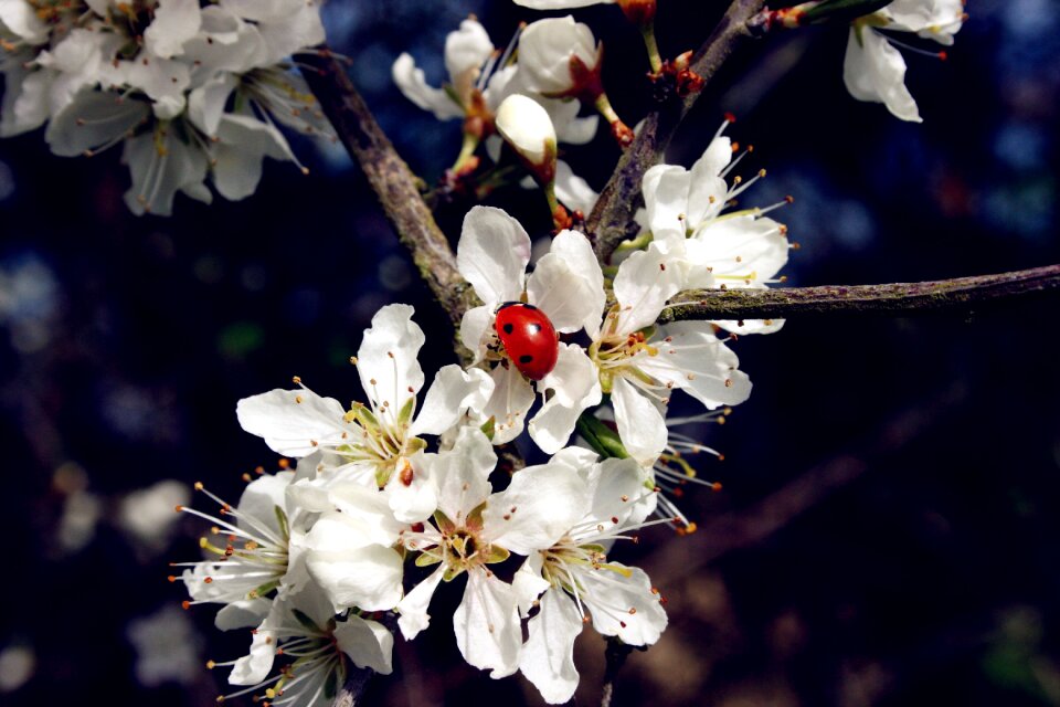 Points schlehendorn flowers