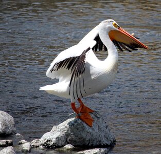 Bird big white