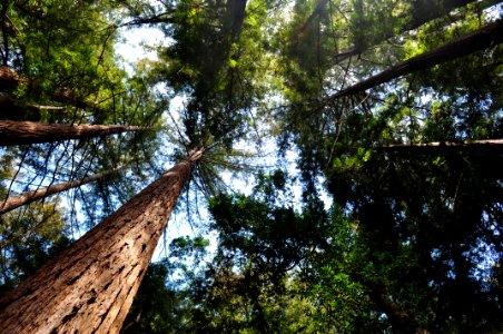 Redwoods photo