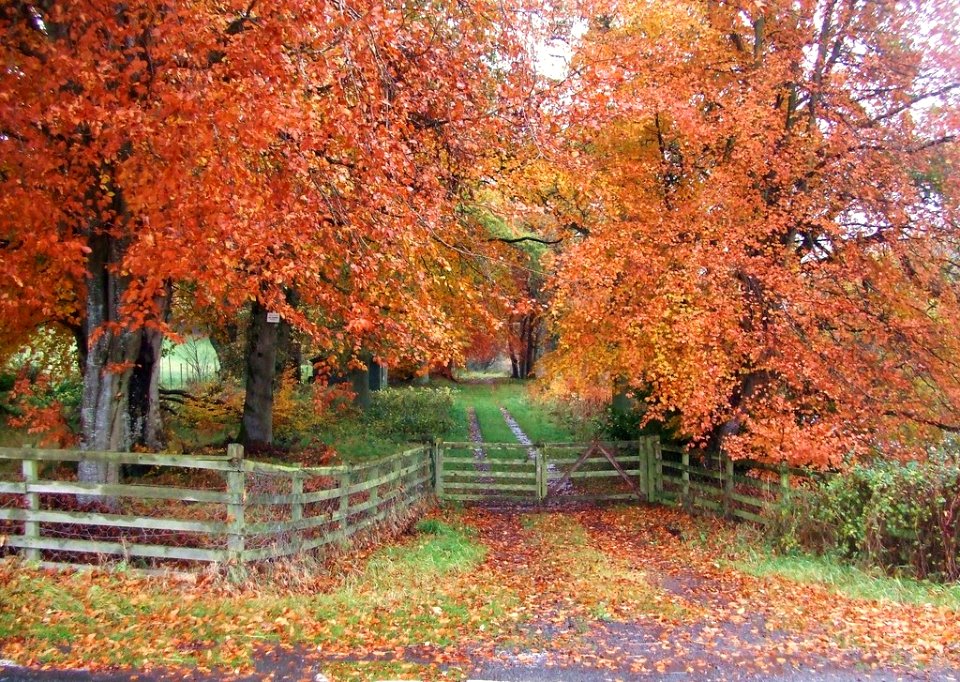 5.   AUTUMN.   (Stair Dam Loch near Bankfoot, Perthshire, UK)