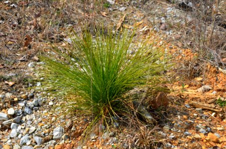 Controlled burn to restore mountain longleaf pine in northwest Georgia - 170317-FS-Chattahoochee-Oconee-SB-057