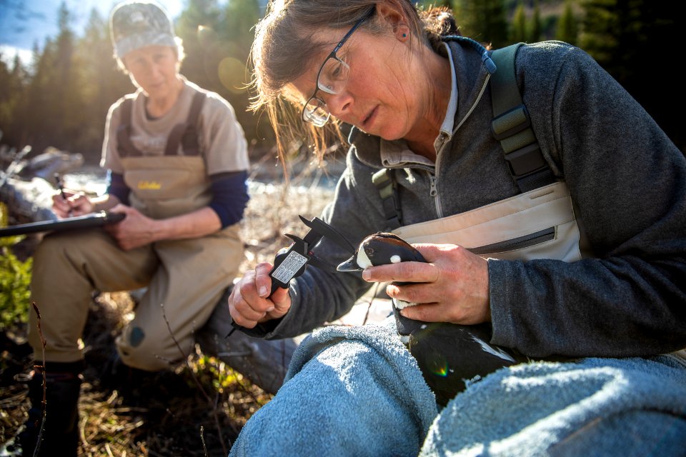 A park scientist measures the beak of a harlequin duck.