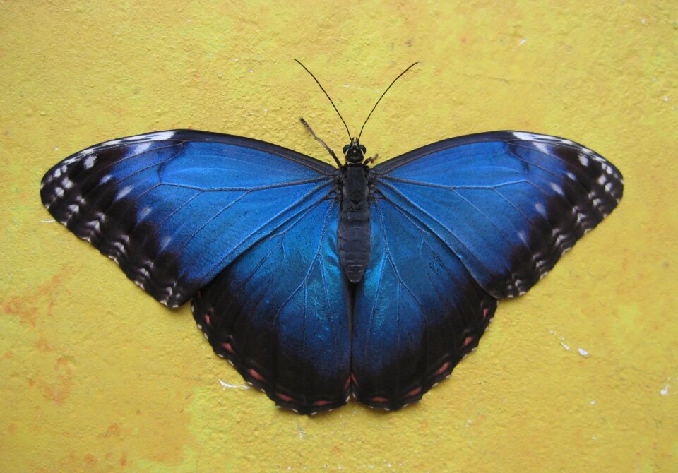 Background nature wings