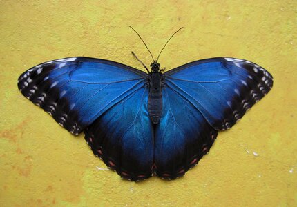 Background nature wings