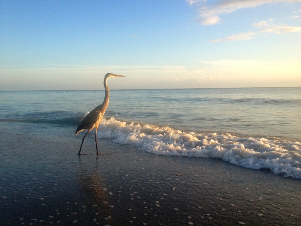 Florida bird gulf of mexico