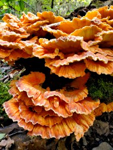 The woods are full of amazing mushrooms, and the closer you look, the more you see. Nobody would have a hard time missing this one, though: a nearly 2-foot tall Sulpher Shelf polypore is so colorful and bright it practically glows. photo