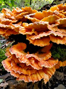 The woods are full of amazing mushrooms, and the closer you look, the more you see. Nobody would have a hard time missing this one, though: a nearly 2-foot tall Sulpher Shelf polypore is so colorful and bright it practically glows.