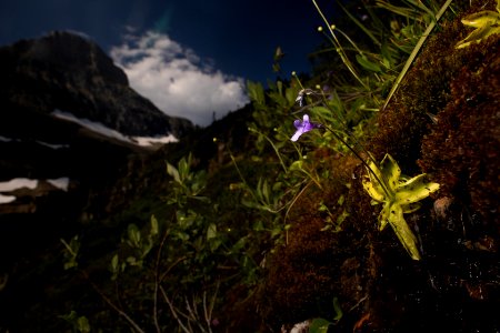 California Butterwort (Pinguicula macroceras) photo