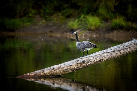 Canada goose (Branta canadensis)
