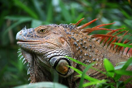 Reptile costa rica wildlife photo