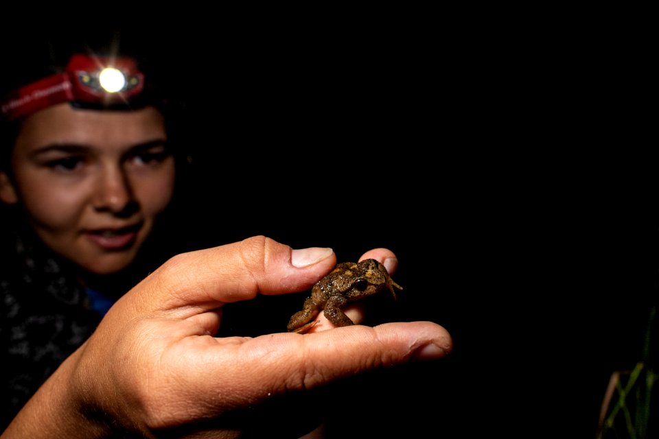 Holding a Tailed Frog