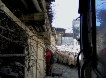Sheep jammed moments