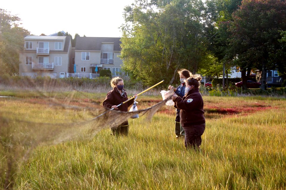 Refuge biologists setting up to temporarily capture birds
