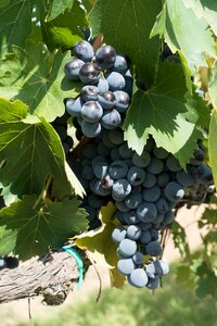 Vineyard nature autumn