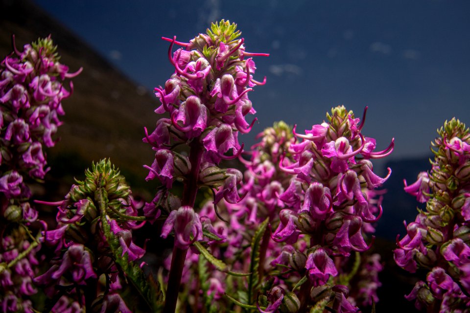 Elephant's-head Lousewort  (Pedicularis groenlandica)