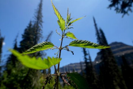 Stinging Nettle (Urtica dioica)