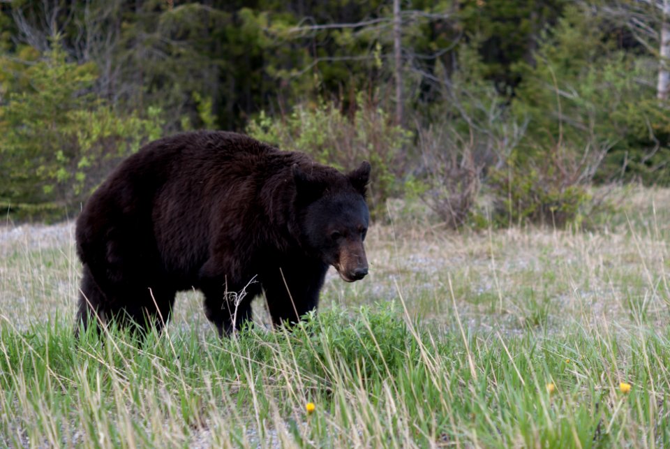 Bear - National Park (2)