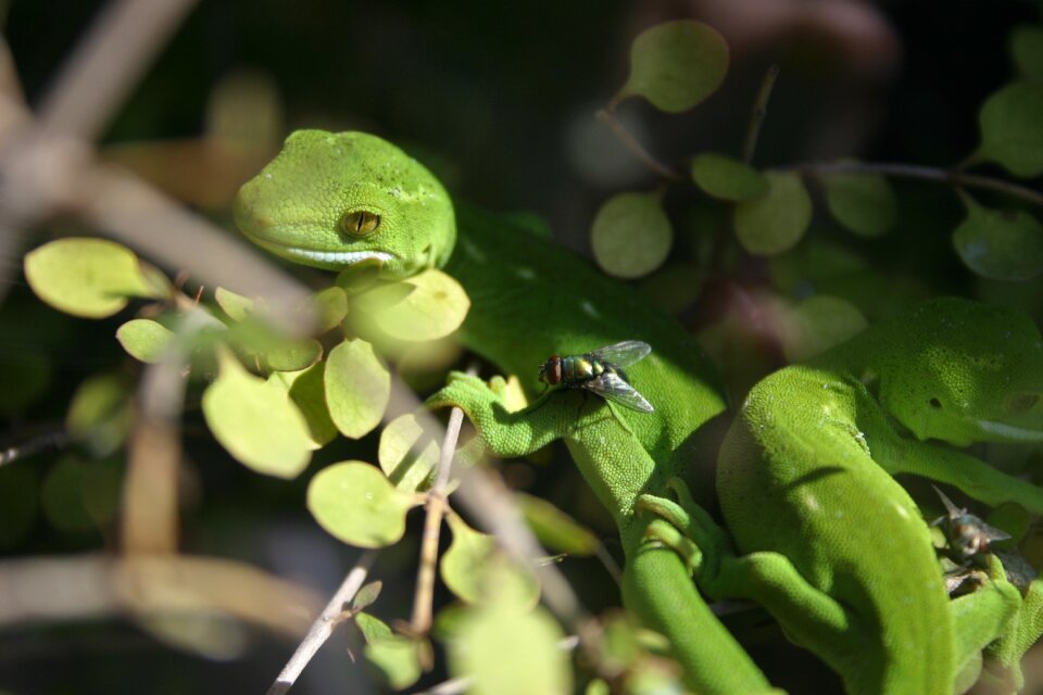 Wildlife fly green