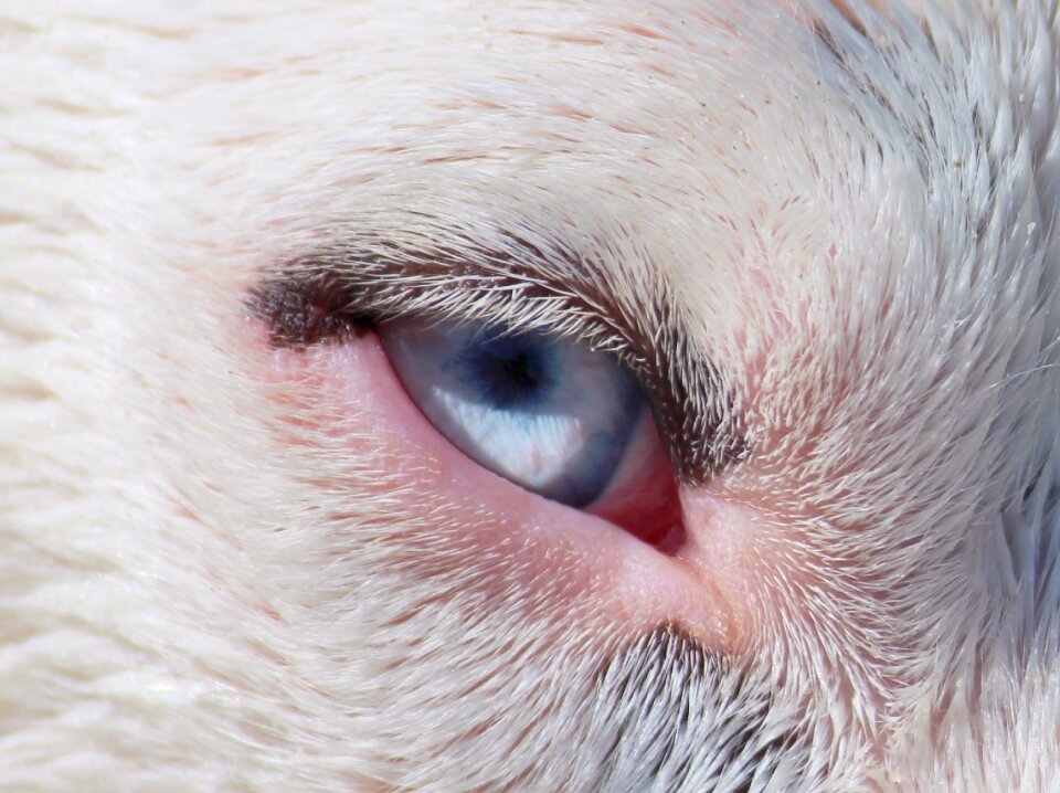 Blue close up portrait