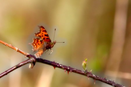 Papillon en vol photo