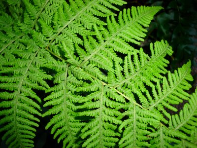Green plant leaf fern photo