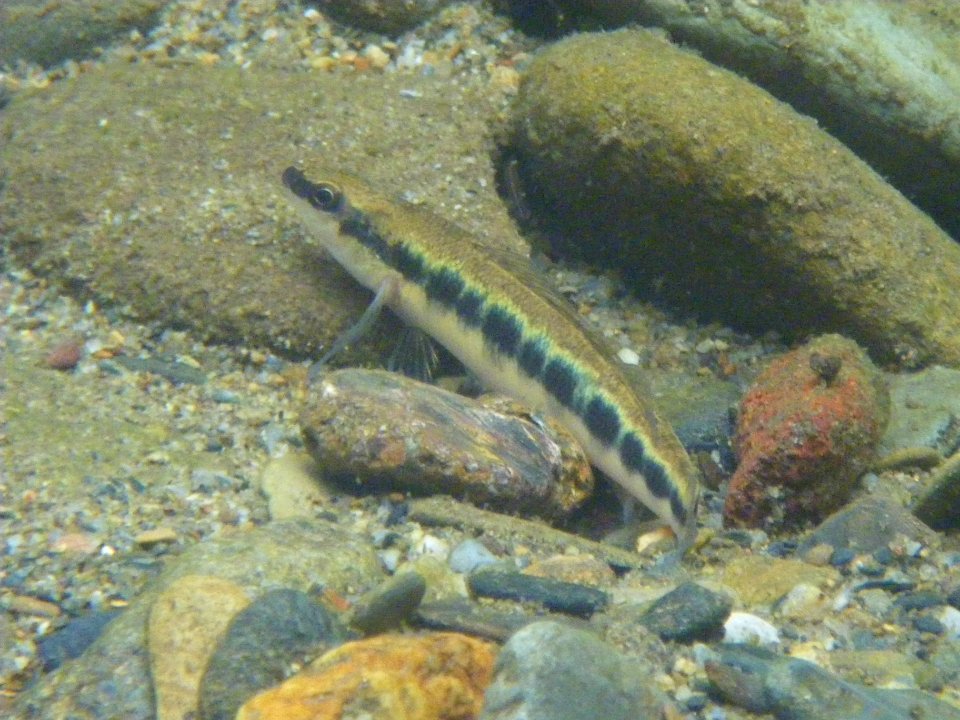 bridled darter Percina kusha. Photo by Brett Albanese, Georgia DNR