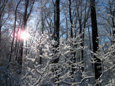 Salt Meadow in winter