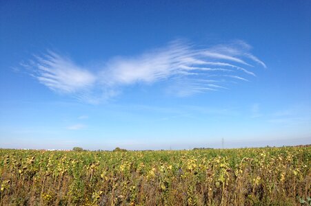 Wing field landscape