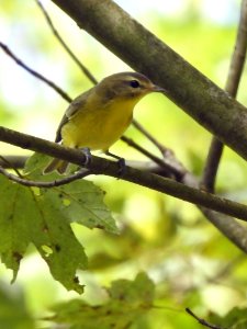 Philadelphia Vireo