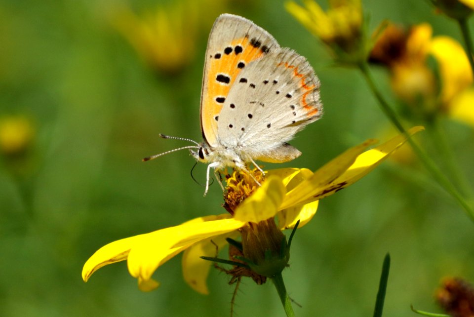 American copper