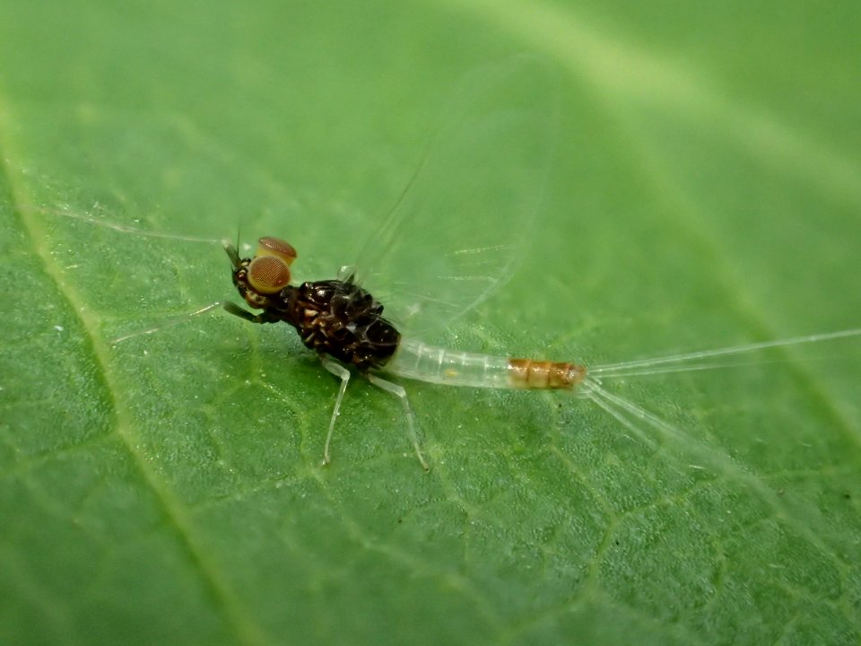 Insectes exotiques à Montréal.