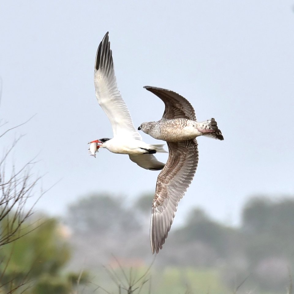 Caspian tern mobbed!