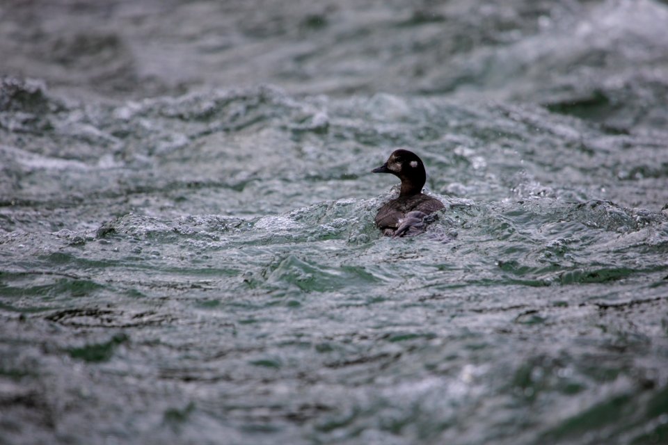 Female harlequin duck (Histrionicus histrionicus) in Upper McDonald Creek.
