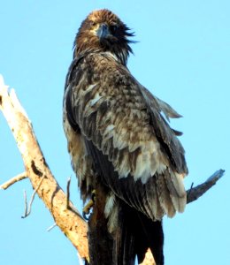 Juvenile Bald Eagle