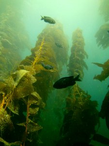 Kelp and blacksmiths