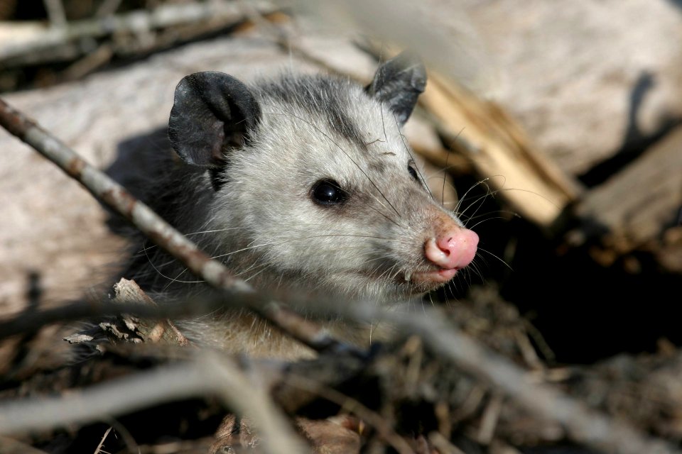 Opossum at Cherry Valley National Wildlife Refuge
