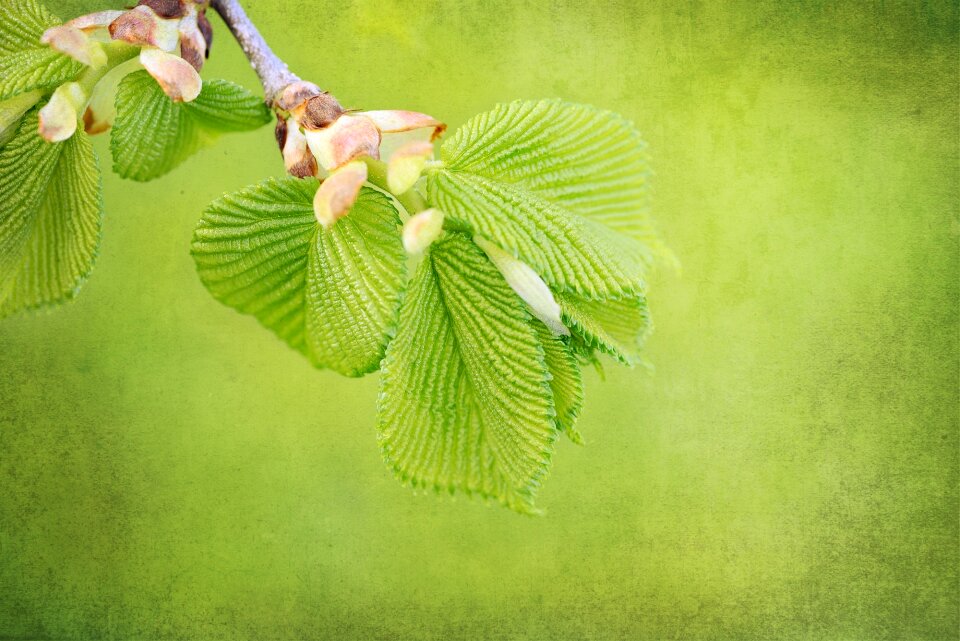 Spring nature hanging elm