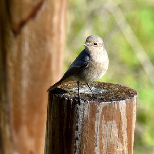 Redstart female photo