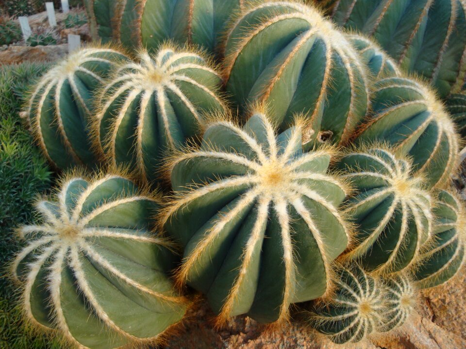 Thorns close up prickly photo