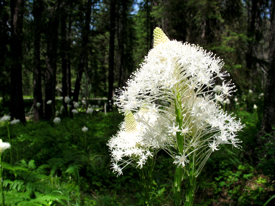 Beargrass (Xerophyllum tenax)