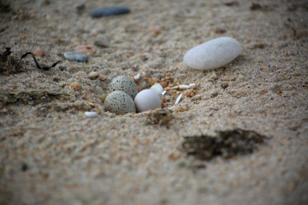 Piping plover eggs in nest at Ninigret National Wildlife Refuge photo