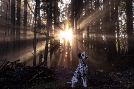 Forest tree sunbeam