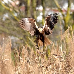 Marsh Harrier photo