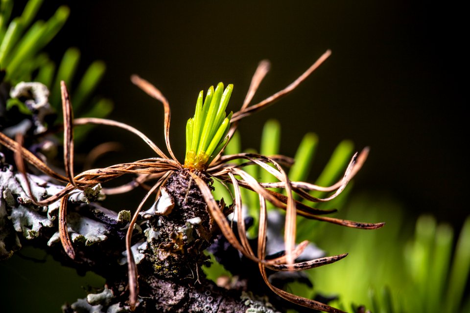 Western Larch (Larix occidentalis)