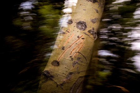 Bear Claw Marks on an Aspen Tree