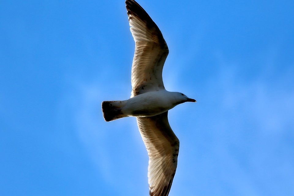 Mouette poilue