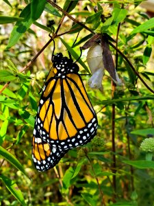 Monarch emerges from chrysalis photo