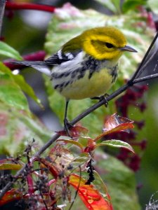 Black-throated Green Warbler